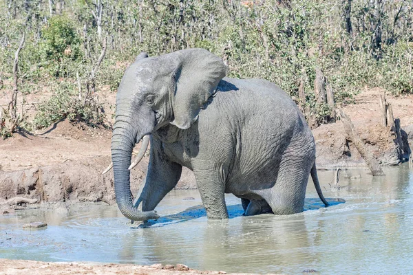 Elefante africano num lago lamacento — Fotografia de Stock