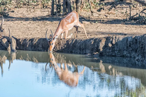 Impala carnero arrodillado para beber de una presa —  Fotos de Stock