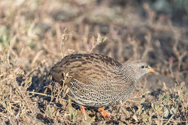 Natal Spurfowl à procura de comida — Fotografia de Stock