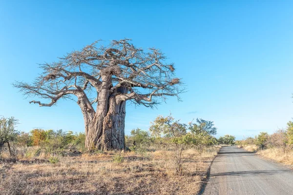 Paisaje con un camino de grava y un árbol baobab — Foto de Stock