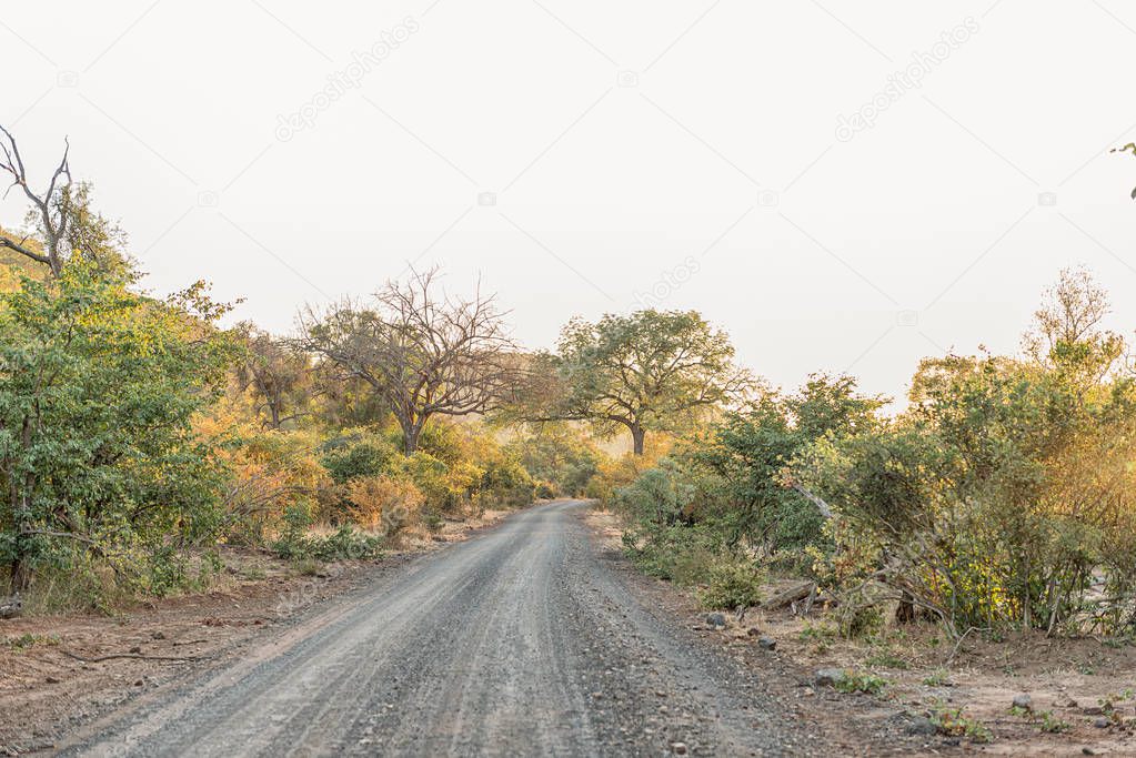 Sunrise landscape between trees on road S60