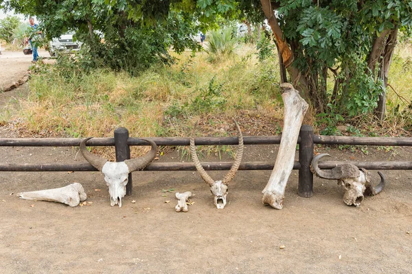 Kék gnú, waterbuck, bivaly szarvak és elefánt csontok — Stock Fotó