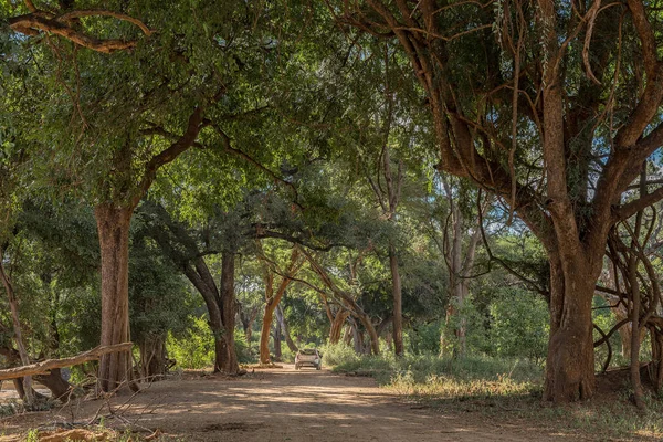 Shady landscape on road S63 next to the Levuvhu River — Stock Photo, Image