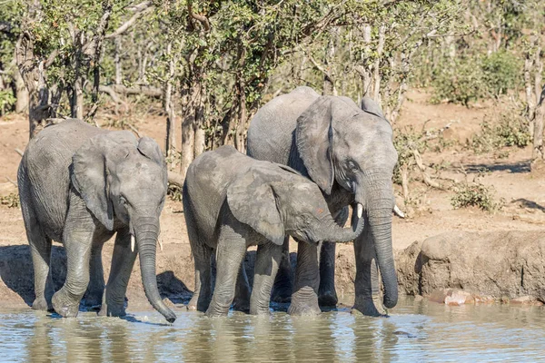 非洲大象小牛与树干在它的母亲嘴 — 图库照片