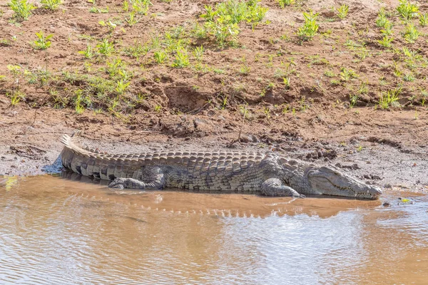 Cocodrilo grande del Nilo en el río Levuvhu — Foto de Stock