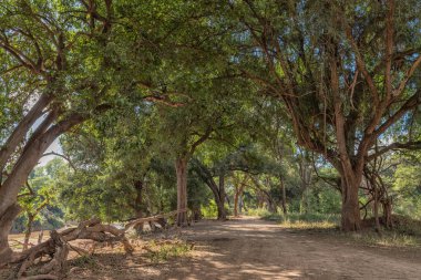 Levuvhu Nehri yanında yol S63 üzerinde gölgeli manzara