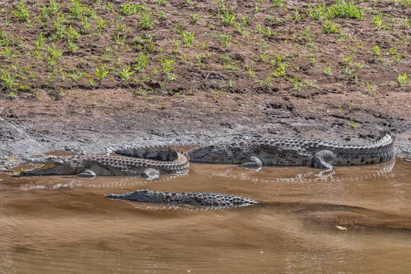 Tres cocodrilos del Nilo en el río Levuvhu — Foto de Stock