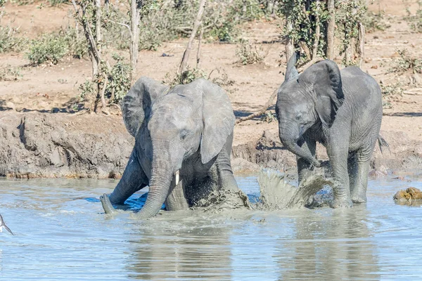 Twee Afrikaanse olifant kalveren spelen in een modderige Waterhole — Stockfoto