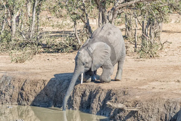 Bezerro de elefante africano ajoelhado para beber em um buraco de água — Fotografia de Stock