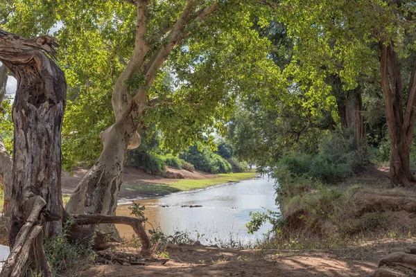 Vista ombreggiata sul fiume Levuvhu. Gli ippopotami sono visibili — Foto Stock