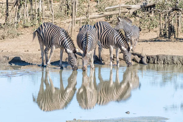 Burchells zebrák ivóvíz vízlyuk — Stock Fotó