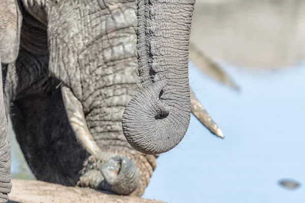 Nahaufnahme einer afrikanischen Elefantenrüsselspitze — Stockfoto