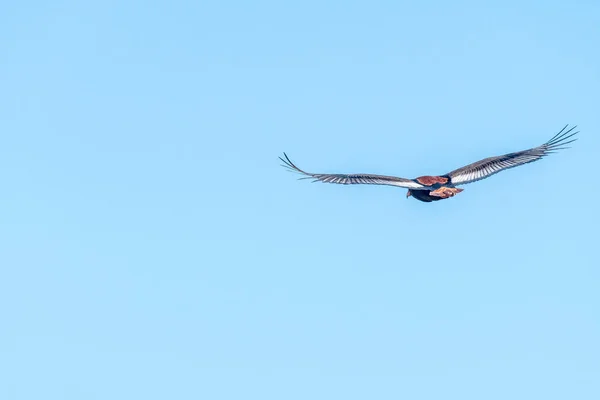 Bateleur Eagle, Terathopius ecaudatus, vliegend — Stockfoto