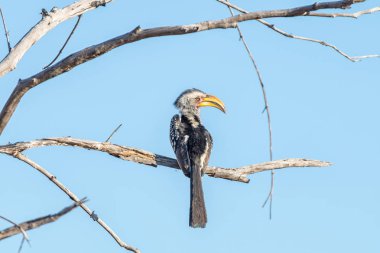 Güney zemin hornbill, Bucorvus cafer, ölü bir ağaç dalı üzerinde