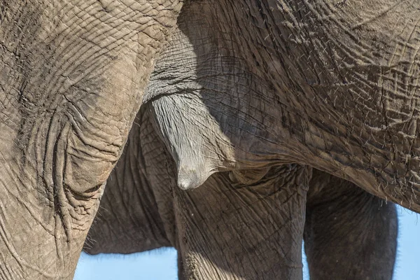 Tepel van een Afrikaanse olifant koe — Stockfoto