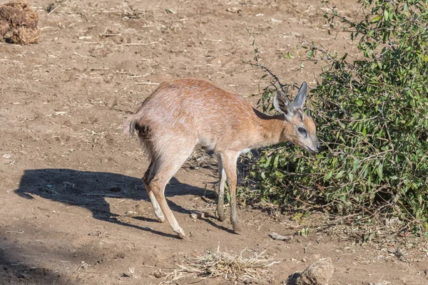 Sharpes grysbok que navega em folhas — Fotografia de Stock