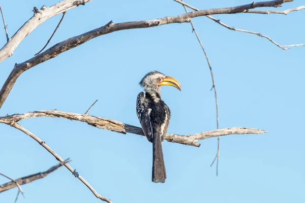 Zuidelijke neushoornvogel, Bucorvus Cafer, op een dode boomtak — Stockfoto