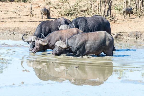 Quatro búfalos de capa a beber numa barragem lamacenta — Fotografia de Stock