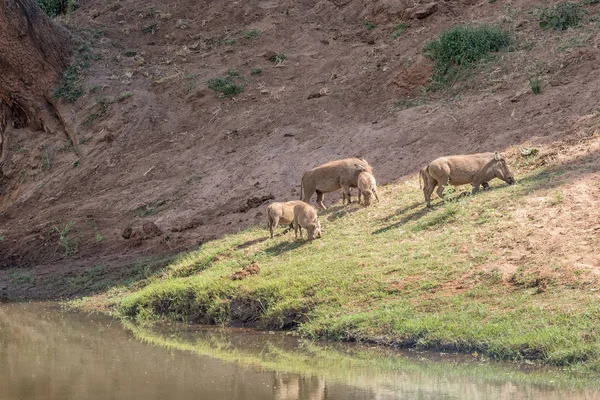 Famiglia di facoceri al pascolo vicino al fiume Levuvhu — Foto Stock