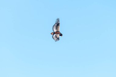 Bateleur kartalı, Terathopius ecaudatus, uçan