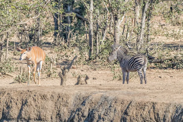 Nyala ewe ve bir burchells zebra — Stok fotoğraf