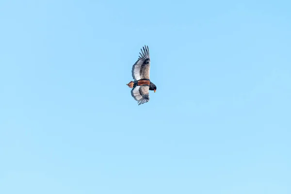 Águia Bateleur, Terathopius ecaudatus, voando — Fotografia de Stock