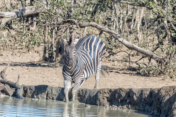 Бурчелы зебры с передними ногами в водяной дыре — стоковое фото