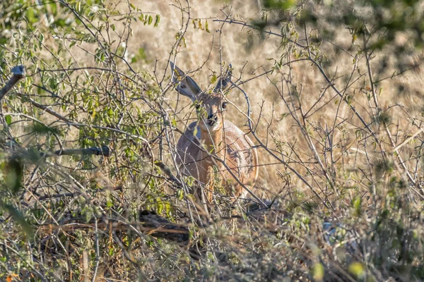 Steenbok Ewe, Raphicerus campestris, gömmer sig bakom en buske — Stockfoto