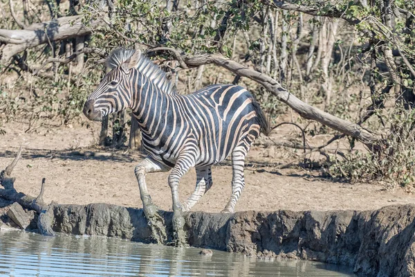 Burchells zebra asustado, Equus quagga burchellii, saltar — Foto de Stock