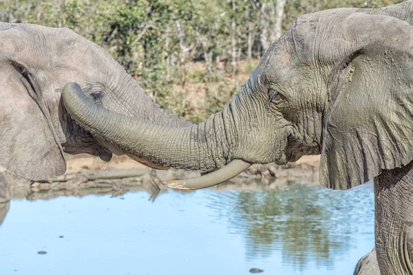 Social interaction between two african elephants