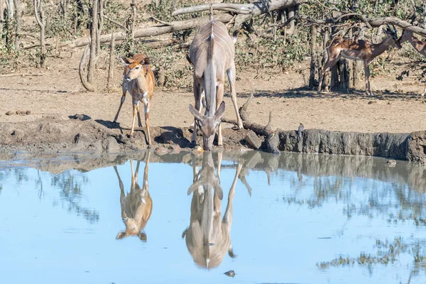 Nyala oveja mayor vaca kudu en un pozo de agua —  Fotos de Stock