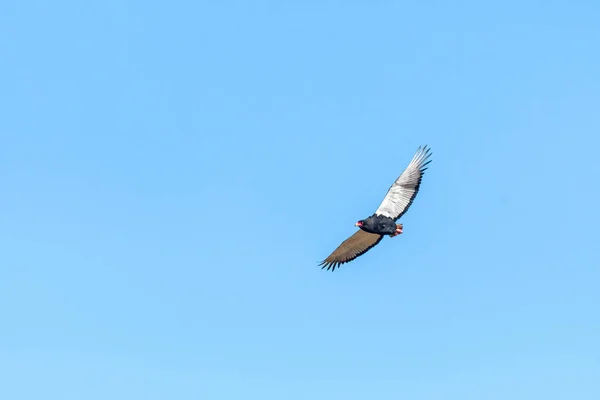 Bateleur kartalı, Terathopius ecaudatus, uçan — Stok fotoğraf