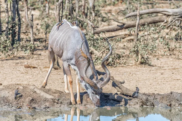 Agua potable para toros Kudu. Pájaro buey de pico amarillo y rojo visibl —  Fotos de Stock