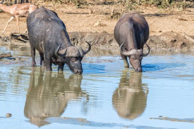 Çamurlu bir barajda içen iki pelerin bufalosu