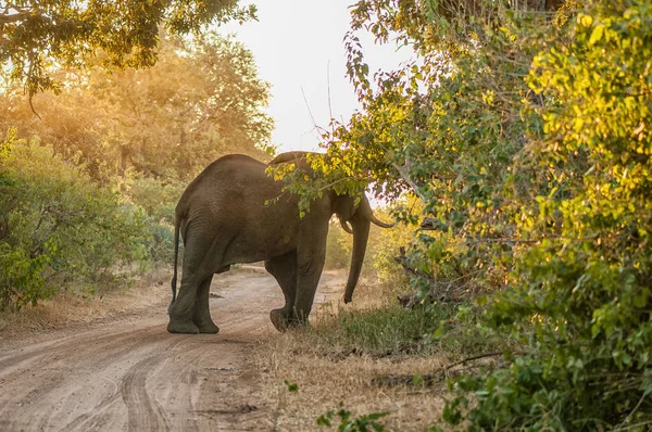 아프리카 코끼리, 록소돈타 아프리카나, 자갈길을 건넌다 — 스톡 사진
