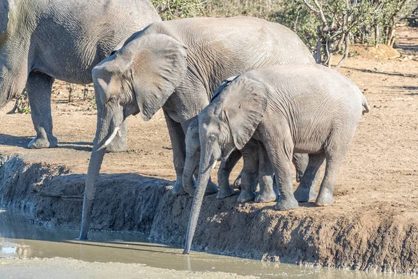 Elefantes africanos con troncos estirados para alcanzar el agua muy por debajo — Foto de Stock