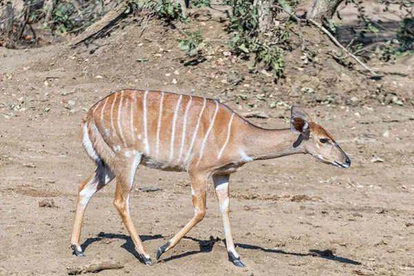 Nyala ewe, Tragelaphus angasii, caminando de izquierda a derecha — Foto de Stock