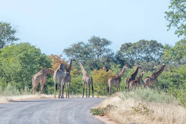 Manada de jirafas sudafricanas en un camino —  Fotos de Stock