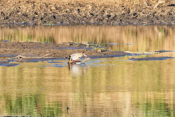 Dos gansos egipcios apareándose al atardecer — Foto de Stock
