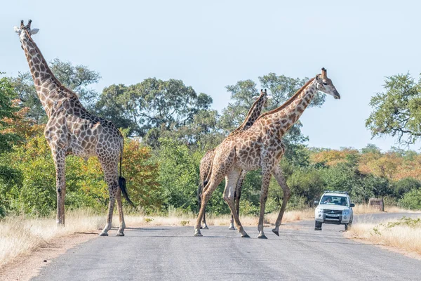 Drei südafrikanische Giraffen auf einer Straße — Stockfoto