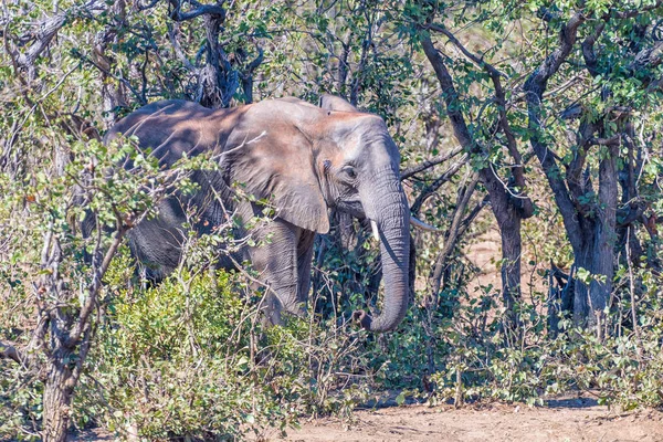 Afrikaanse olifant, Loxodonta Africana, in een Mopani bos — Stockfoto