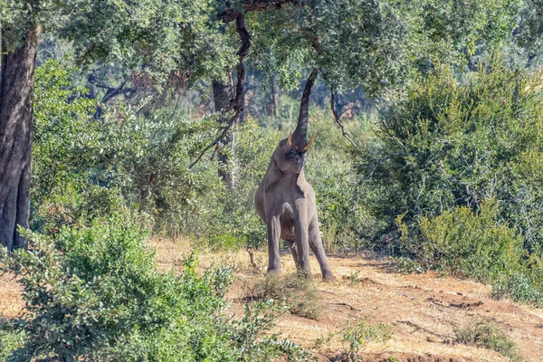 Afrikaanse olifant die zich uitstrekt om de foilage van een grote boom te bereiken — Stockfoto