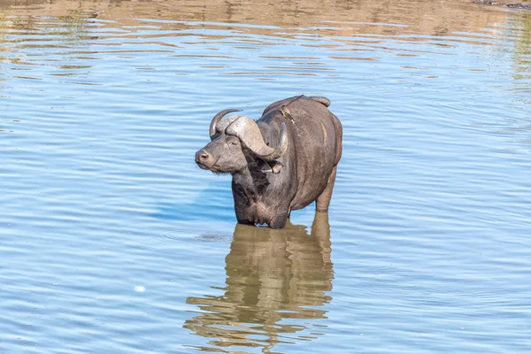 Capo bufalo, Syncerus caffer, dentro un fiume — Foto Stock