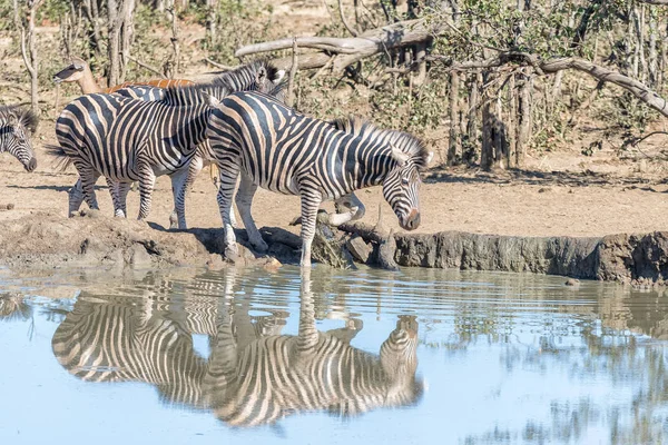 Burchells zebre che entrano in un pozzo d'acqua fangoso — Foto Stock