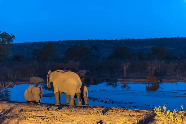 아프리카 코끼리 무리 마시는 물 에서 인공 적으로 조명 와트 — 스톡 사진
