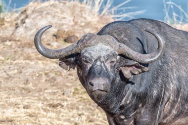 Cape Buffalo kameranın doğru seyir