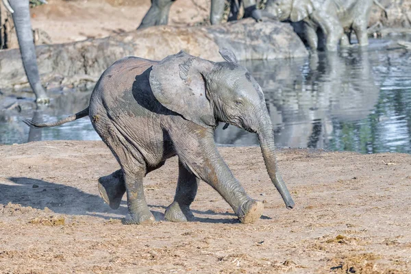 Afrikaanse olifant kalf, Loxodonta africana, rennend naast een dam — Stockfoto