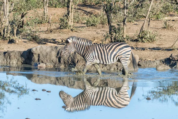 Burchellek zebra tükröződések látható, séta a vízben — Stock Fotó