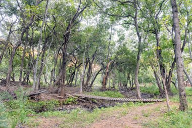 Swadini 'deki Kudu Patikası' nda tahta yaya köprüsü.