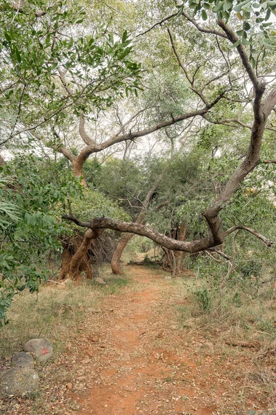 Szene auf dem Buschschweinpfad bei swadini — Stockfoto